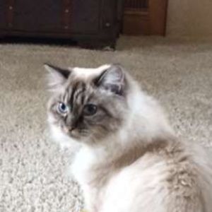 Meet your Posher, Jane